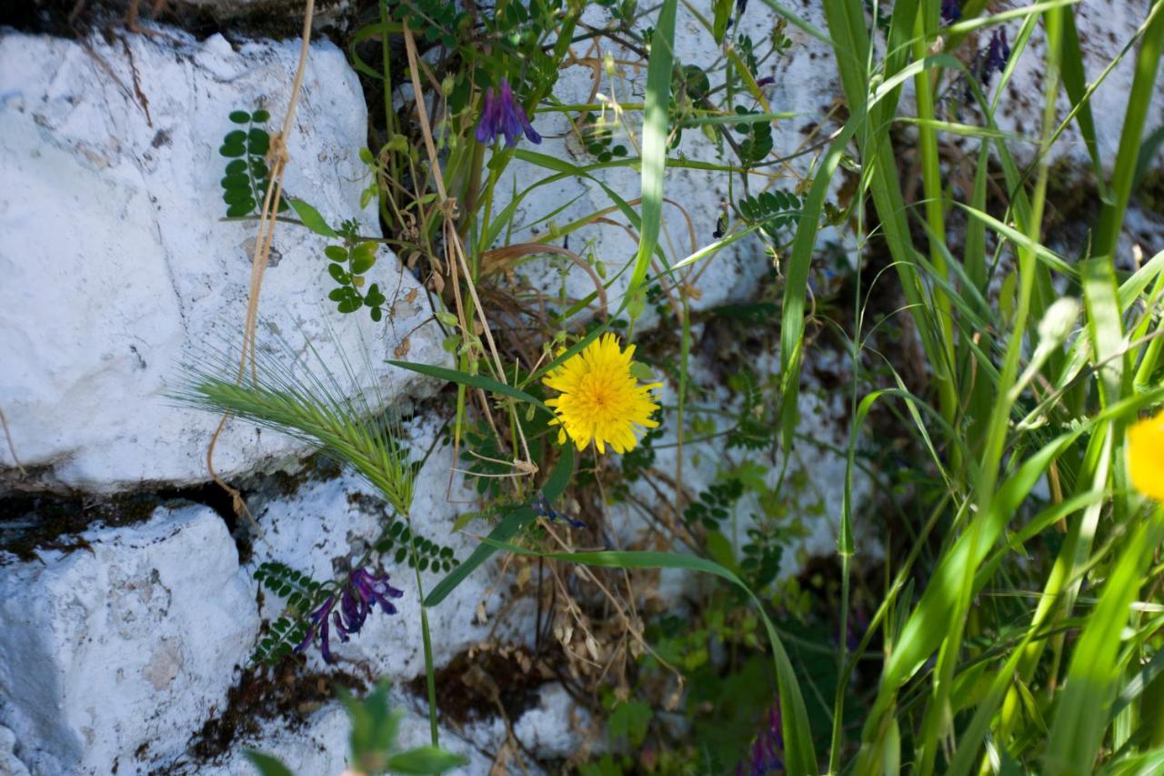 The Olive Cottage - Ithaca Vathy  Bagian luar foto